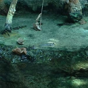 8/24/2014 - Mudskippers