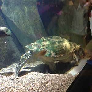 8/24/2014 - Snapping Turtle