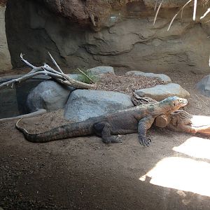 8/24/2014 - Komodo Dragon