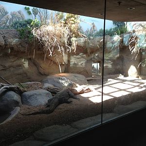 8/24/2014 - Komodo Dragon Exhibit