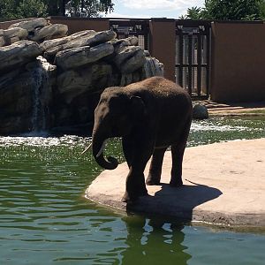 8/24/2014 - Asian Elephant