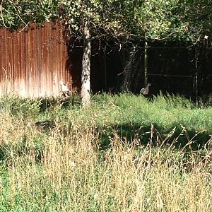 8/24/2014 - Secretary Birds