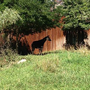 8/24/2014 - Male Okapi