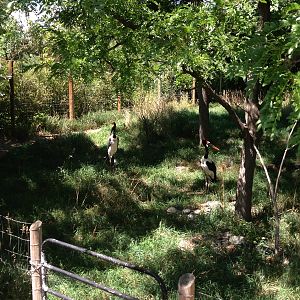 8/24/2014 - Saddle-billed Storks