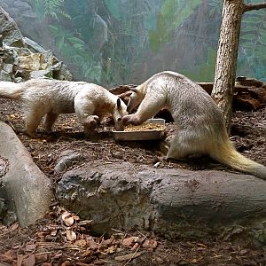 Cayenne & Manny (Southern Tamandua)