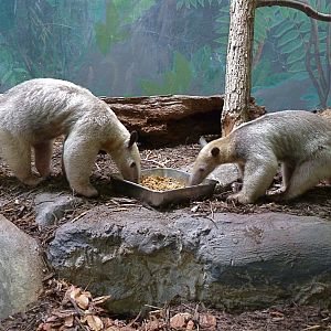 Cayenne & Manny - Southern Tamandua