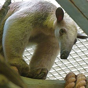 Manny, Male Southern Tamandua