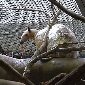 Cayenne, Female Southern Tmandua