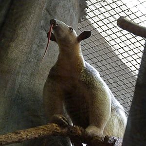 Manny, Male Southern Tamandua
