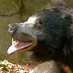 Francois, Male Sloth Bear