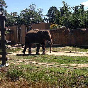 8/24/2014 - Asian Elephant