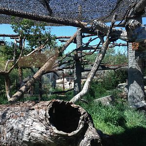 8/24/2014 - Clouded Leopard Habitat