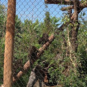 8/24/2014 - Clouded Leopard Cubs