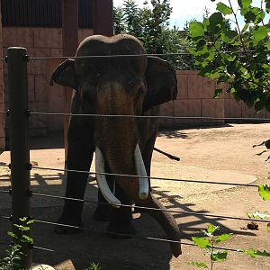 8/24/2014 - Asian Elephant