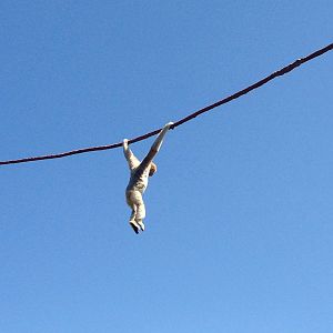 8/24/2014 - Gibbon Swinging Overhead