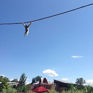 8/24/2014 - Swinging Over the Crowd