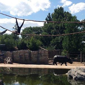 8/24/2014 - Gibbon and Indian Rhino