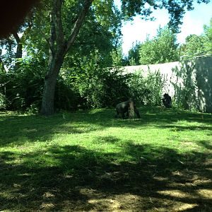 8/24/2014 - Right Half of the Gorilla Habitat
