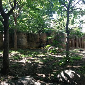 8/24/2014 - Yellow-Backed Duiker Exhibit