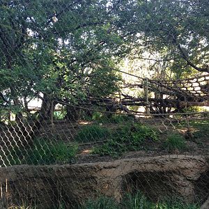 8/24/2014 - Mandrill Habitat