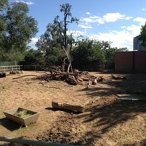 8/24/2014 - Cape Buffalo Exhibit