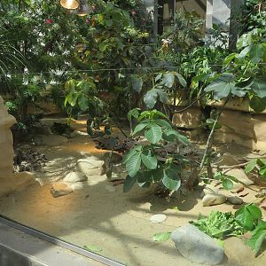 Vivarium - Rhinoceros iguana