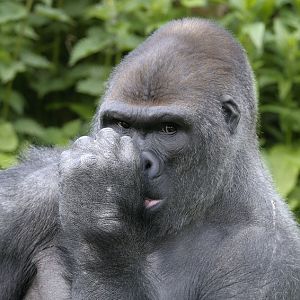 Western gorilla Kiondo sucking his thumb