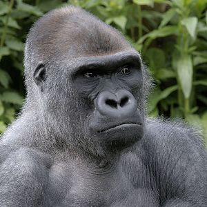 Western gorilla Kiondo