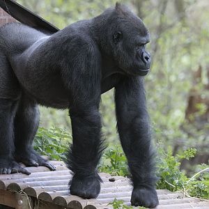 Western gorilla Matadi leaves the building