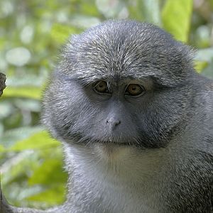 Allens swamp monkey