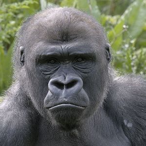 Western gorilla Matadi