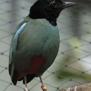 Hooded pitta