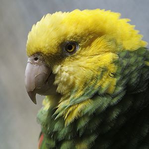 Double yellow-headed amazon