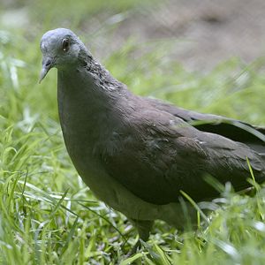 Malagasy turtle dove