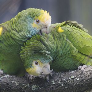 Double yellow-headed amazon