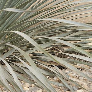 Elegant Crested Tinamou on nest