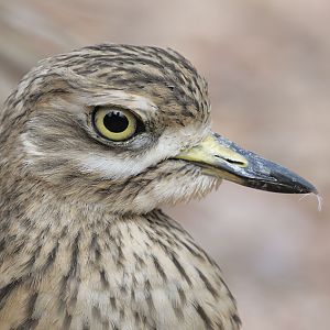 Double yellow-headed amazon