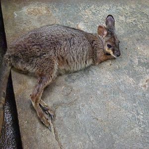 'Macropus sp.', 2013