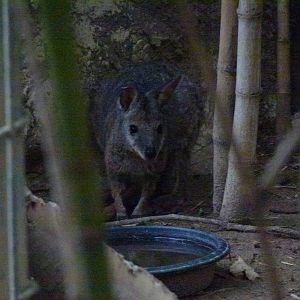 Wallaby ID, 2013.