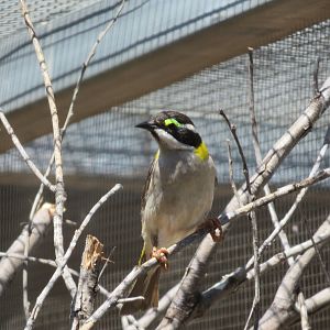 Golden-backed Honeyeater, Alice Springs Desert Park