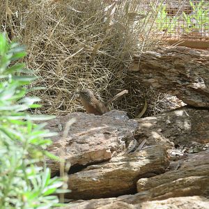 Dusky Grass-wren, Alice Springs Desert Park
