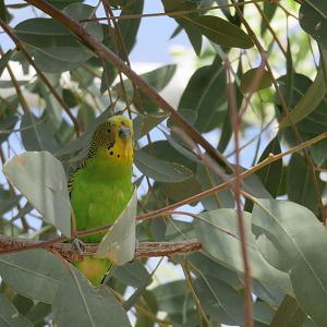 Budgie, Alice Springs Desert Park