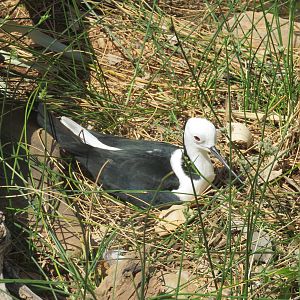 Pied Stilt, Alice Springs Desert Park
