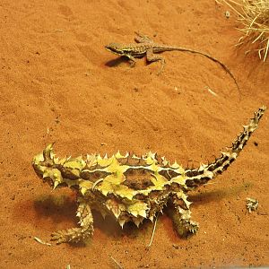 Thorny Devil, Alice Springs Desert Park