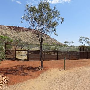New Dingo Exhibit, Alice Springs Desert Park
