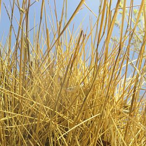 Spinifex Legless Lizard, Alice Springs Desert Park