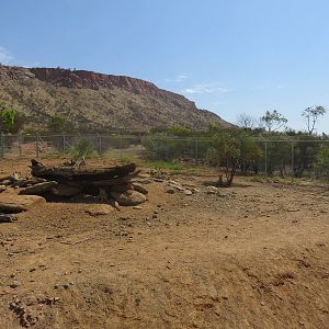 New Dingo Enclosure, Alice Springs Desert Park