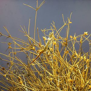 Cane Grass Dragon, Alice Springs Desert Park