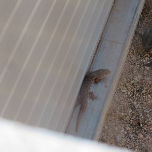 Slater's Skink, Alice Springs Desert Park