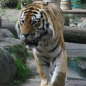Ilya, male Siberian Tiger